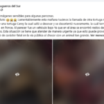 Denuncian muerte de carey en la PR-2