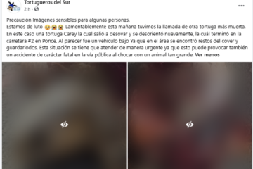 Denuncian muerte de carey en la PR-2