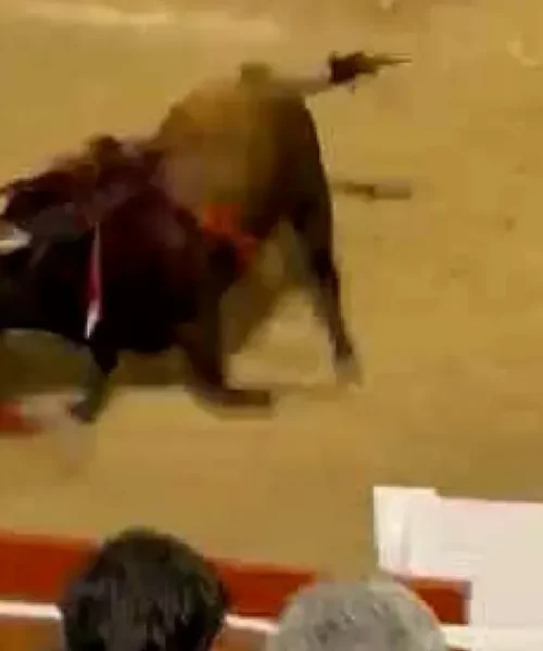 Morante de la Puebla sufre una cogida con su quinto toro en Palma de Mallorca