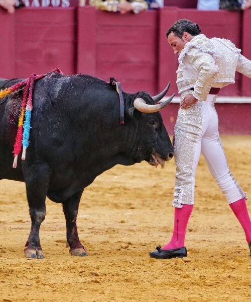 David de Miranda es el «número 1» en rendimiento de un escalafón que lidera Talavante y en el que mandan Morante y Roca Rey