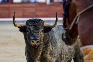 Plaza 1 define el mes de septiembre en Las Ventas con dos desafíos ganaderos, una corrida concurso y una novillada