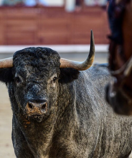 Plaza 1 define el mes de septiembre en Las Ventas con dos desafíos ganaderos, una corrida concurso y una novillada