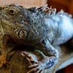 Detienen a una rusa en el aeropuerto de Ecuador con 32 iguanas vivas en su equipaje