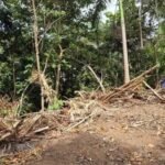 Proyecto de $2.2 millones genera oposición por posible tala de árboles en el Viejo San Juan