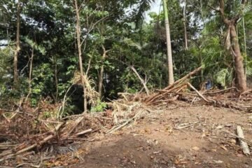 Proyecto de $2.2 millones genera oposición por posible tala de árboles en el Viejo San Juan